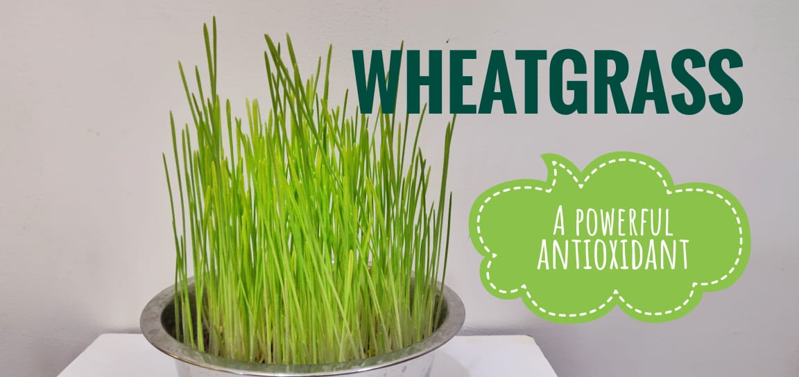 Why Wheatgrass is the Best Supplement for your Health?